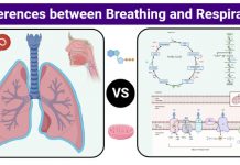 Difference between breathing and respiration Difference between breathing and respiration